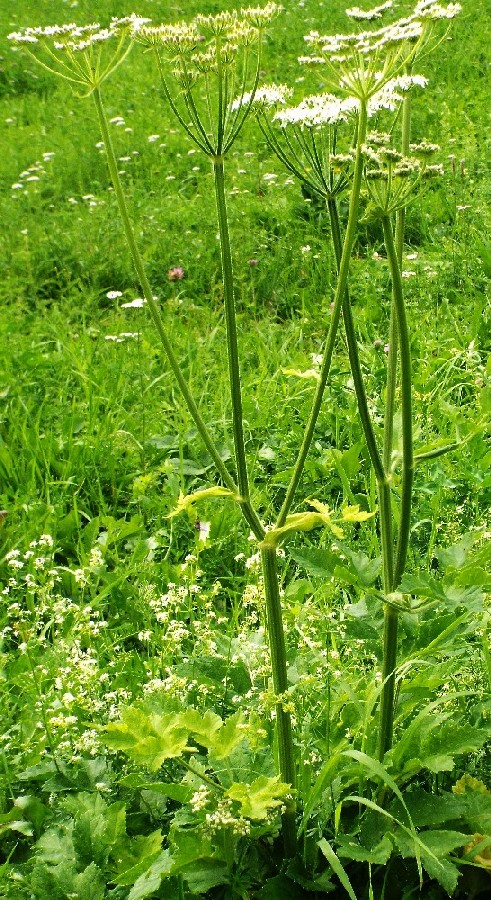 Apiacea: Heracleum sphondylium